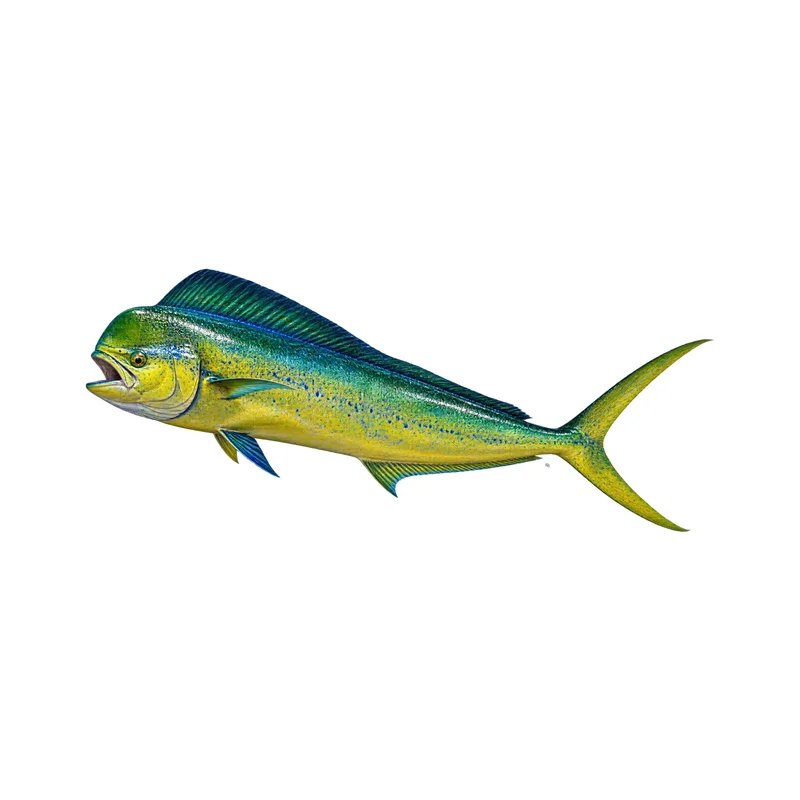 Colorful Mahi Mahi Fish Car Decal, Waterproof Sun Resistant Printed Vinyl Decal for Car Truck SUV Window and Body Decoration