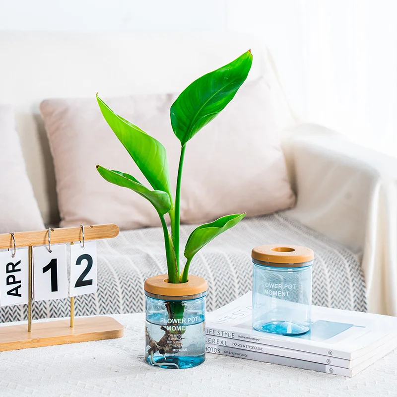 

Water Plant Pot Plastic Transparent Hydroponic Small Pots for Plants Flowerpot Soilless Gardening Planter Vases Home Decor