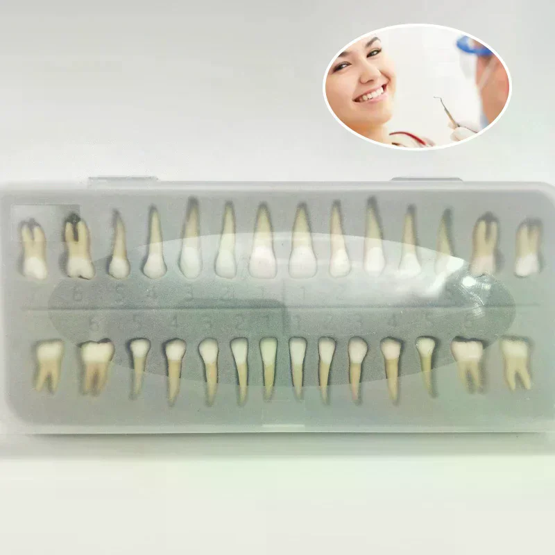 

28 Teeth Dental Implant Dentist Practice Product Teeth Model Dental Permanent 28 Teeth Teach Study Model Accessories