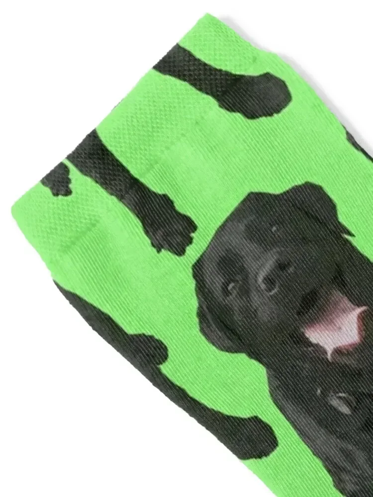 Black lab, labrador retriever, dog Socks sheer halloween Ladies Socks Men's