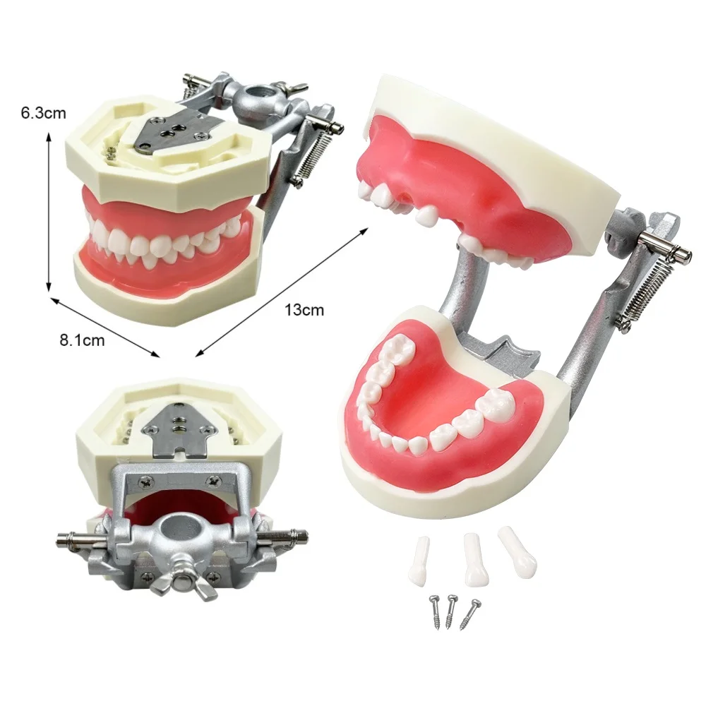 

Детская стоматологическая модель с 28/32 зубами, модель с мягкими деснами из смолы, типодонт DP для практики стоматолога, обучения, изучения и демонстрации