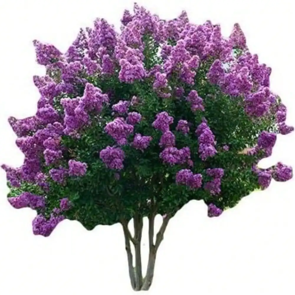 

Rare Crape Myrtle Tree - Lagerstroemia Privacy Plant Seeds Purple Miracle Striking Landscaping |