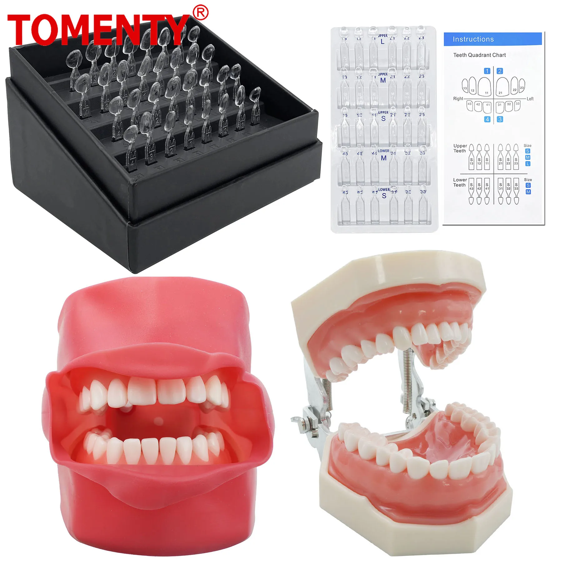 Teeth Dental Model Practice Jaw Typodont Head Model Teeth Teaching Model With Soft Gum Practice Display Dental Veneer Mould Kit