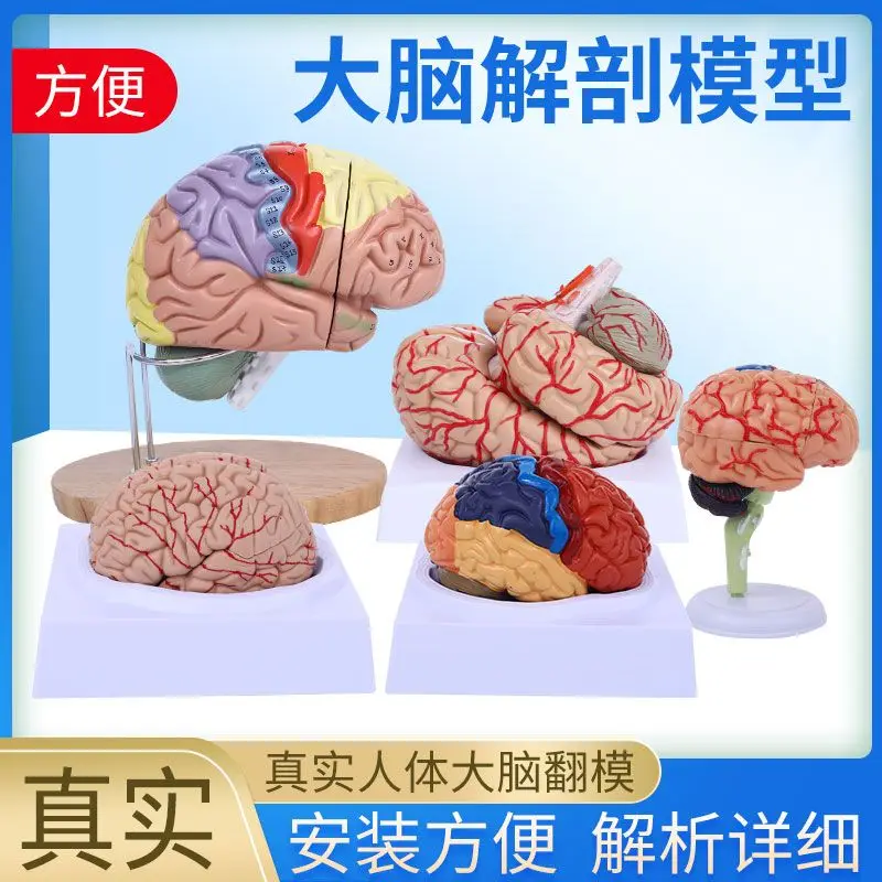 Color division model of brain functional areas, brain anatomy model, human cerebral artery construction, and brain nerves