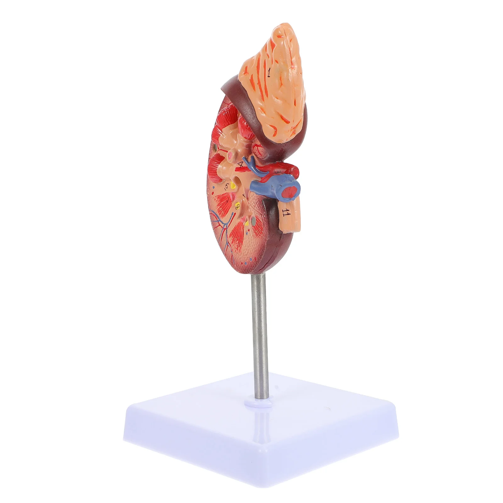 Kidney Model Anatomical Human Body Dissection Prop Anatomy Biology Class Organs Models