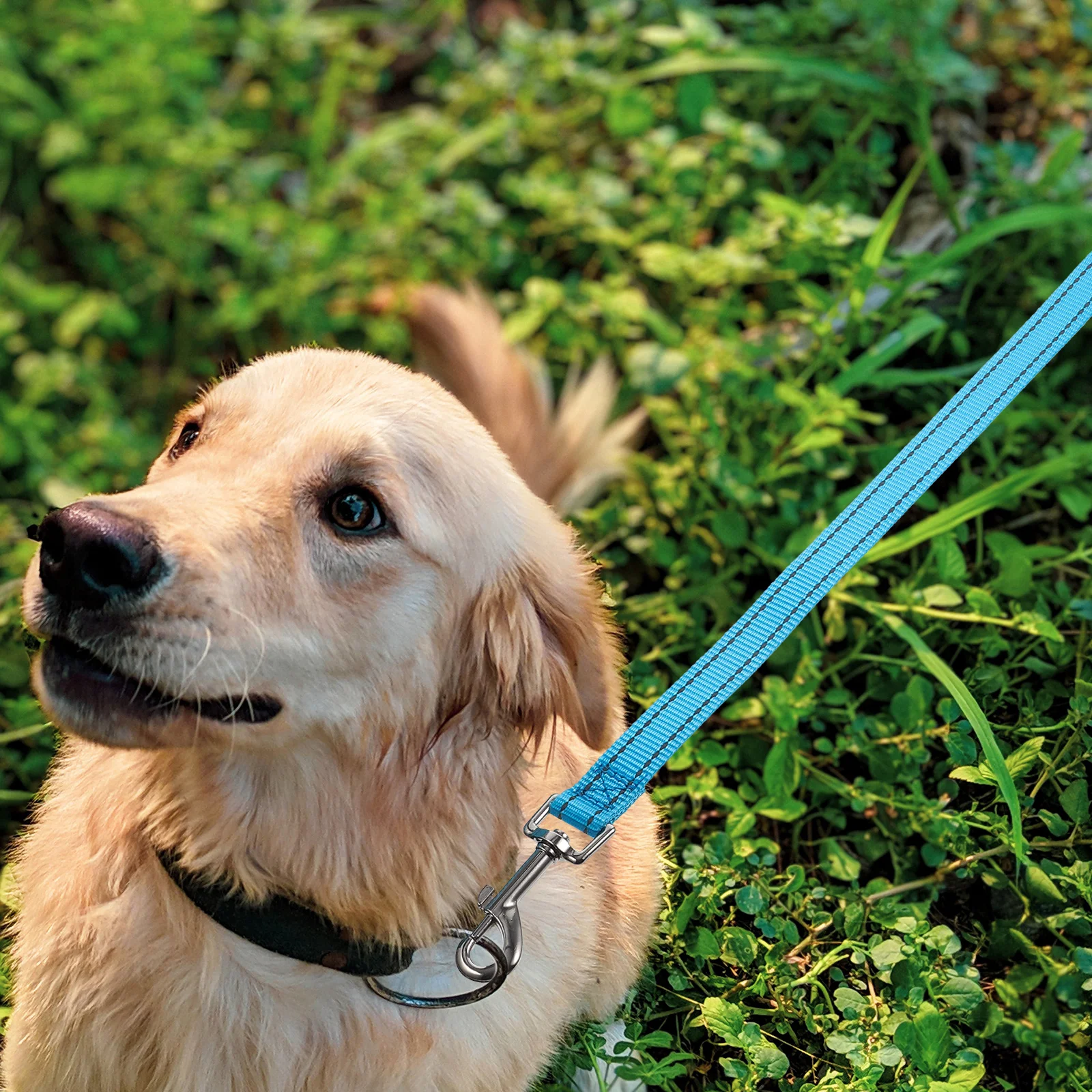 

Heavy Duty Dog Nylon Outdoor Pet Training Walking Running Puppy Medium Large Dogs Reflective Rope Leash Yard Camping Sturdy