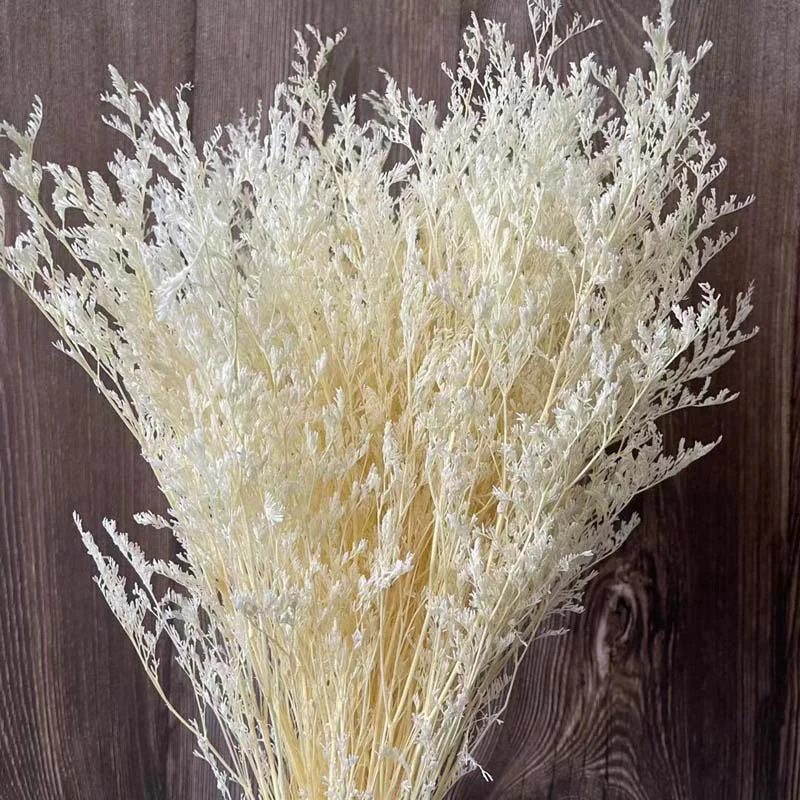 70g Natural Preserved Limonium - Wedding Ceremony Supply review and price