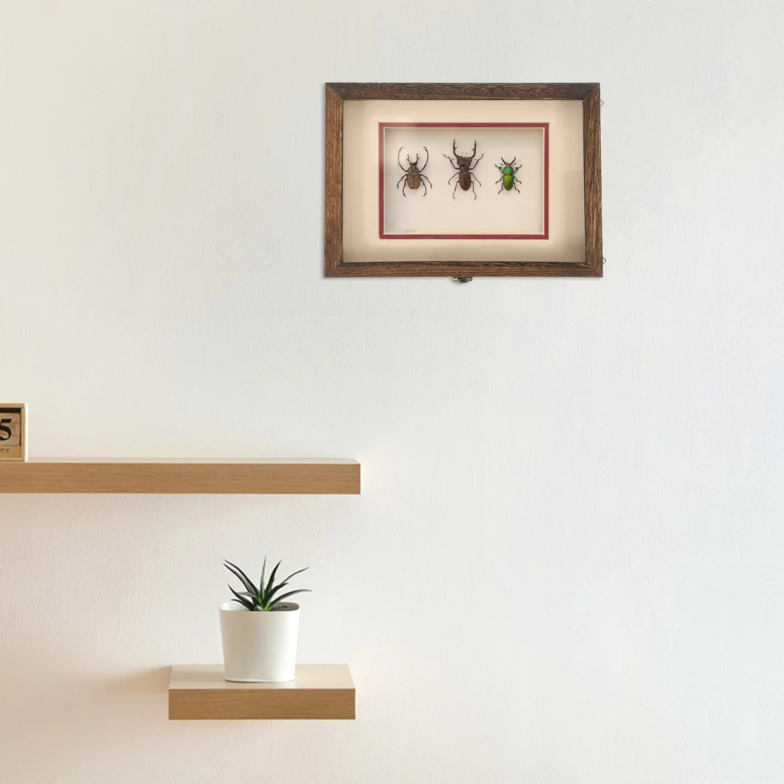 

Insect Display Box Insects Butterfly Boxes Glass Case Acrylic Beetles Specimens Bug Collection