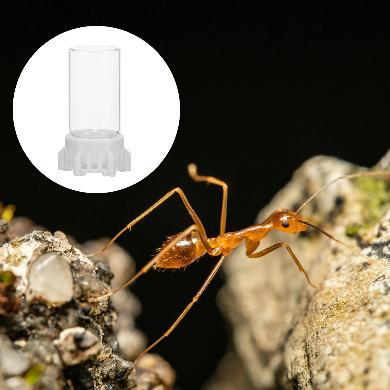 

Ants Water Feeder Waterer for Garden Nest Slender Watering Station Feeding Cup Feeders