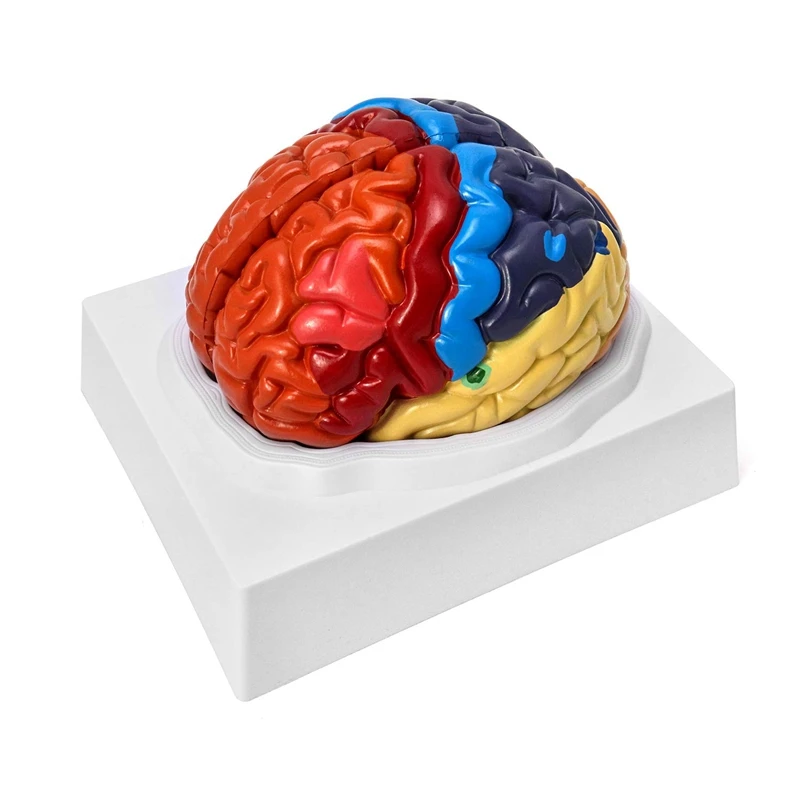 Life Size Human Brain Anatomical Model Color-Coded Partitioned Brain Model for Science Study Display Teaching Medical Model