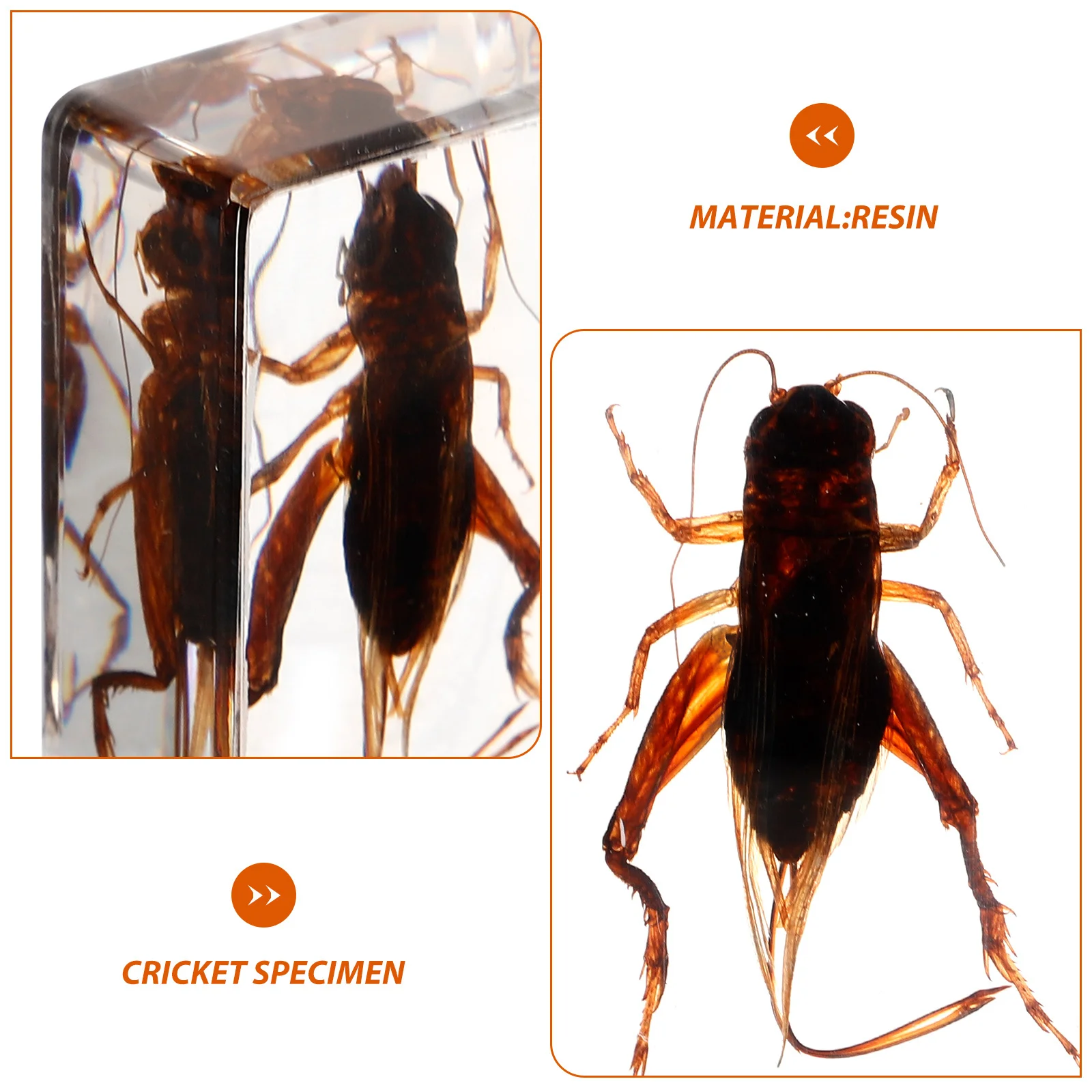 

Science Education Supplies Cricket Resin Specimens Insect Crafts Paperweight