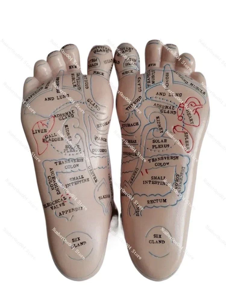 20cm Foot Reflex Zone Massage Model, Not Acupuncture Model, English Code TCM Feet Reflexology, 2pcs = 1 Pair