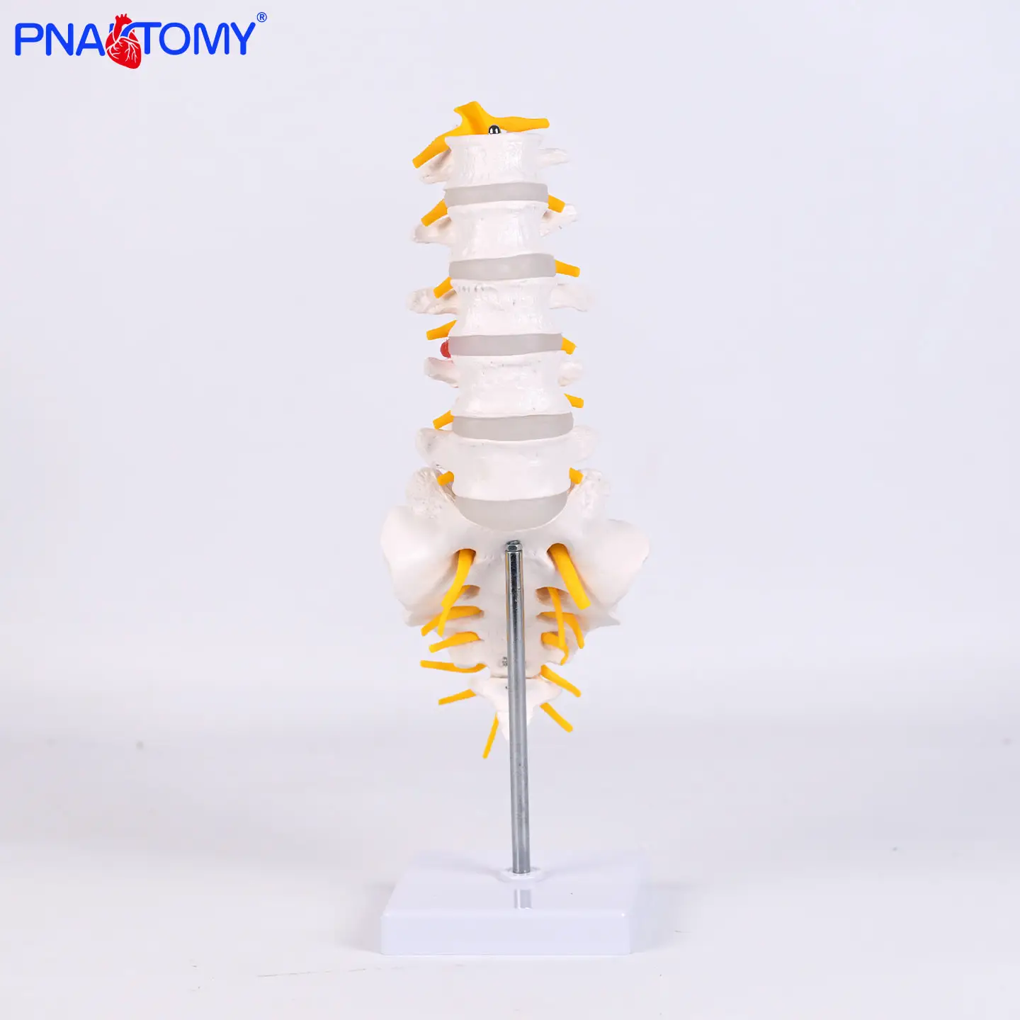 

Sciatic Neuroskeletal Model of 5 Lumbar Vertebrae with Coccyx in Human Body