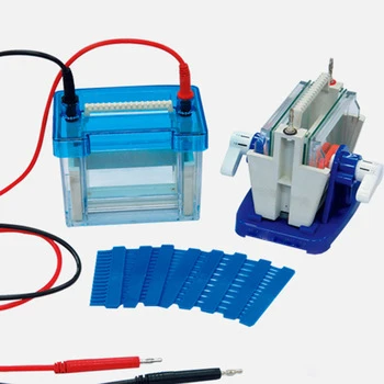 

Vertical Gel Protein Electrophoresis Apparatus