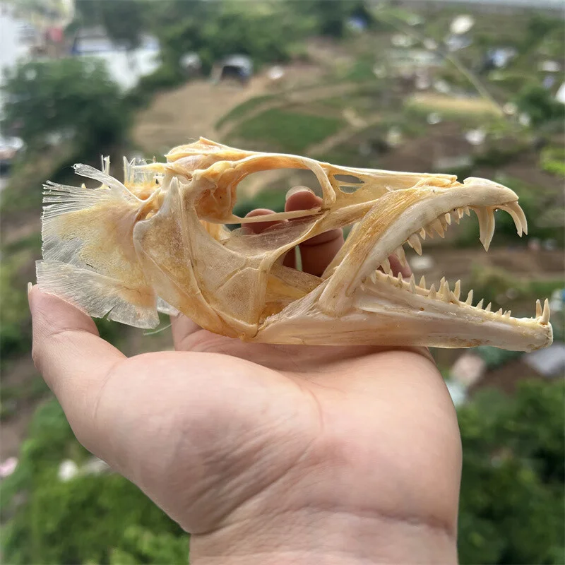 

1 PC Real ribbonfish Skull Animal Skeleton Specimen Model Taxidermy Science Education Collectibles