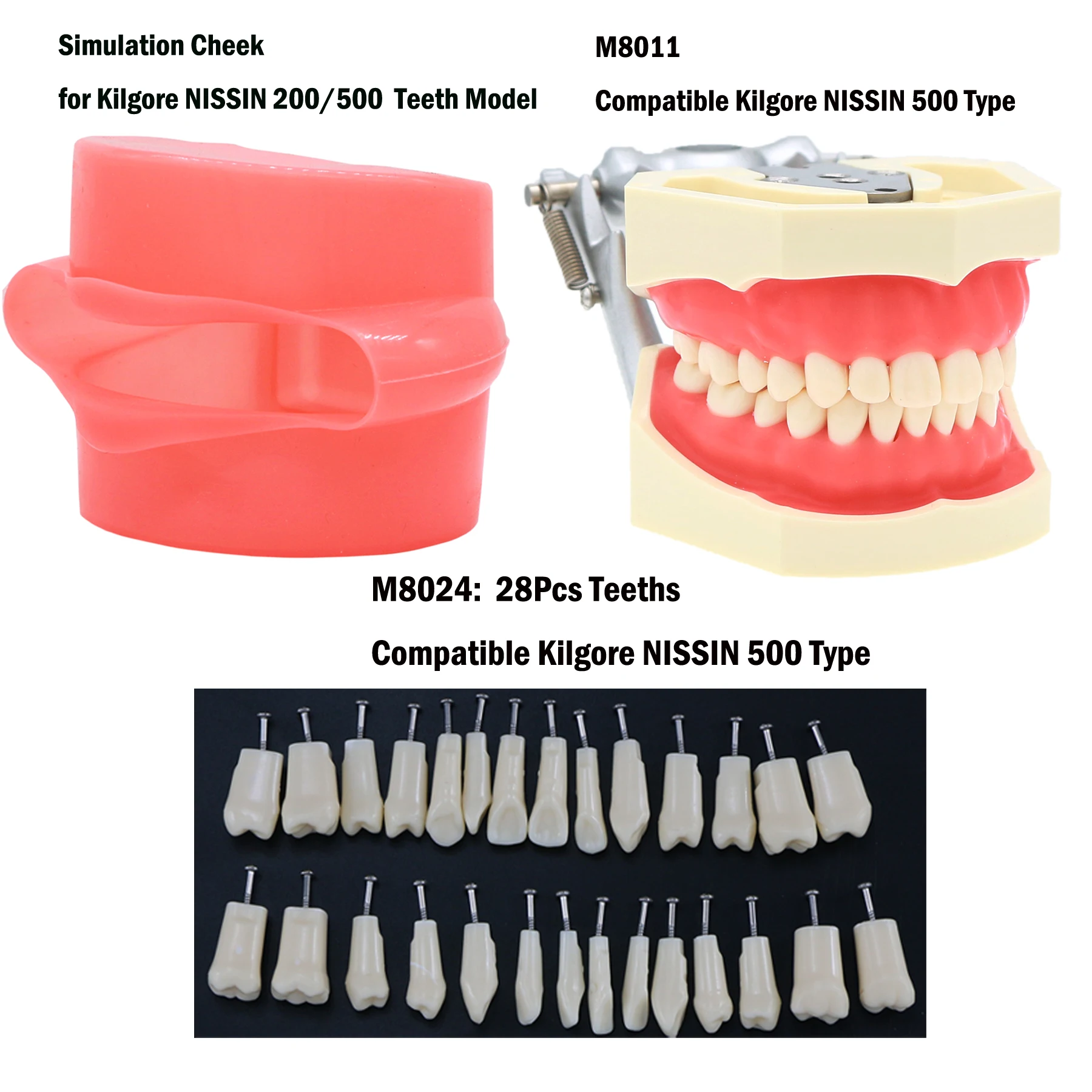 Model zębów stomatologicznych z wyjmowanymi zębami kompatybilny z Kilgore NISSIN 200/500 i Frasaco ANA-3/4 do nauczania dentystycznego Demo