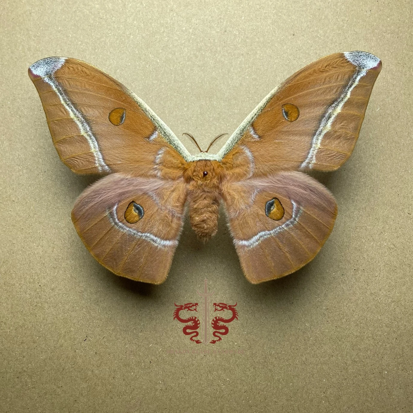 Moth specimen Antheraea assamensis female, 1pc wings spread A1/A- high quality, Decorative Display Collection Gifts