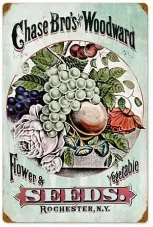 Metal Plate Tin Sign Antique Retro Brothers and Woodward Species Vintage Home Wall Decorative Dimensions Size: