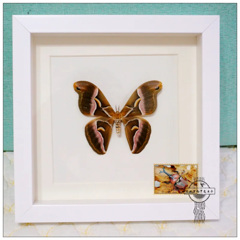 

Samiawangi (Naumannet Peigler) Insect Specimen Home Decoration DIY Handicraft Collection Hobby Home Decoration Accessories