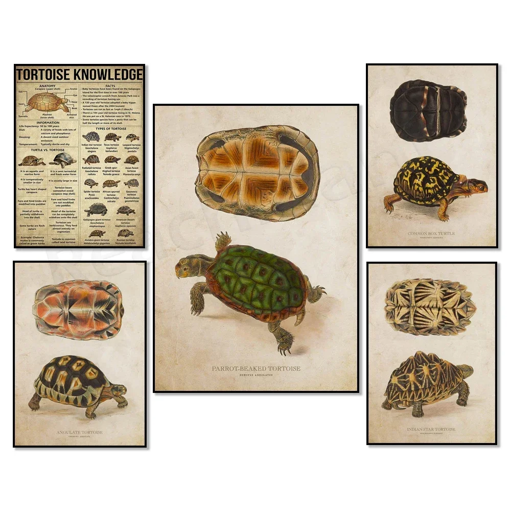 (2D Canvas painting) Turtle knowledge poster, parrot beaked turtle, horned tortoise, indian star turtle print, turtle art, an