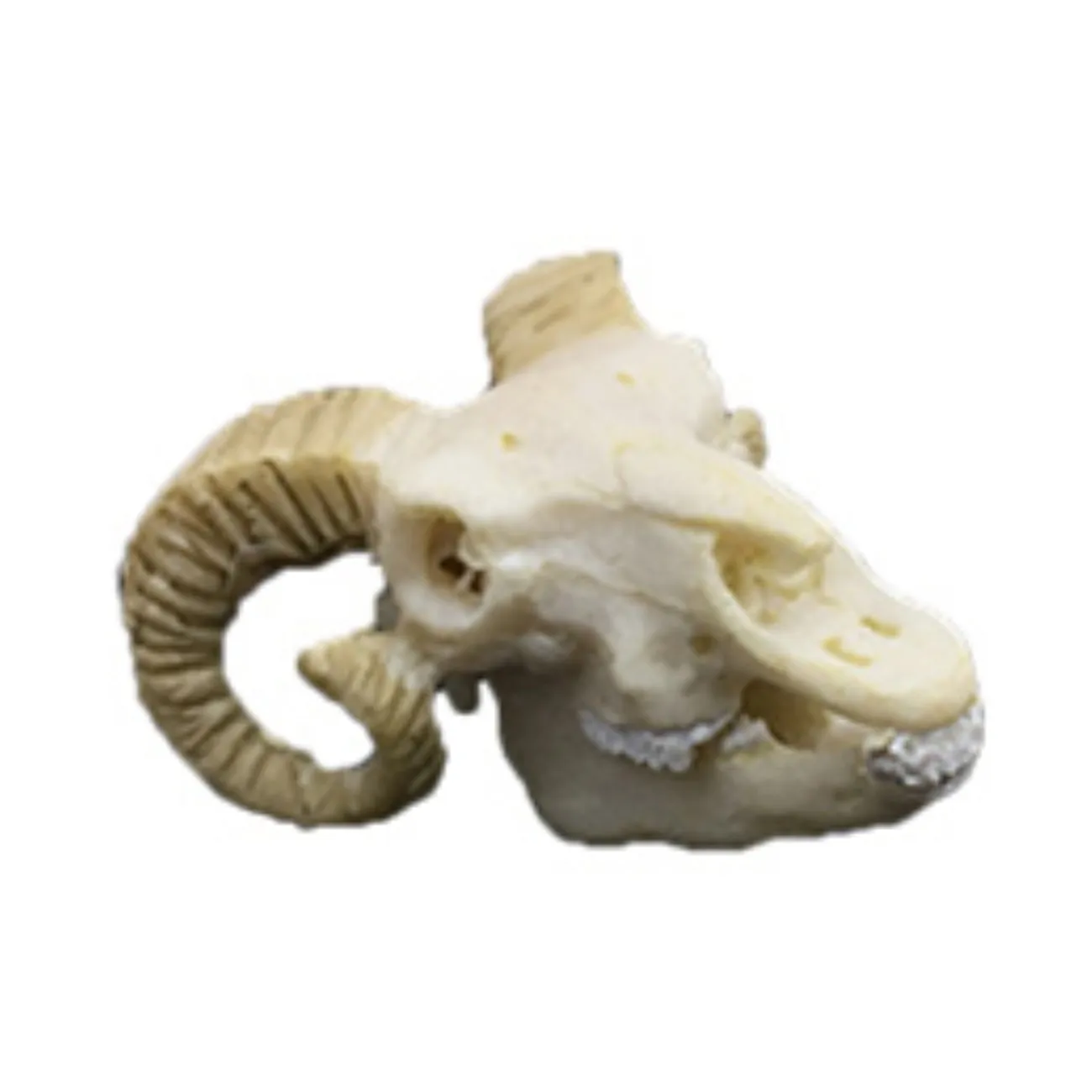 Skull Figurine Resin Goat Skull Miniature Aquarium Decoration Ornament Fish Tank Reptile House Micro Landscape Decorations