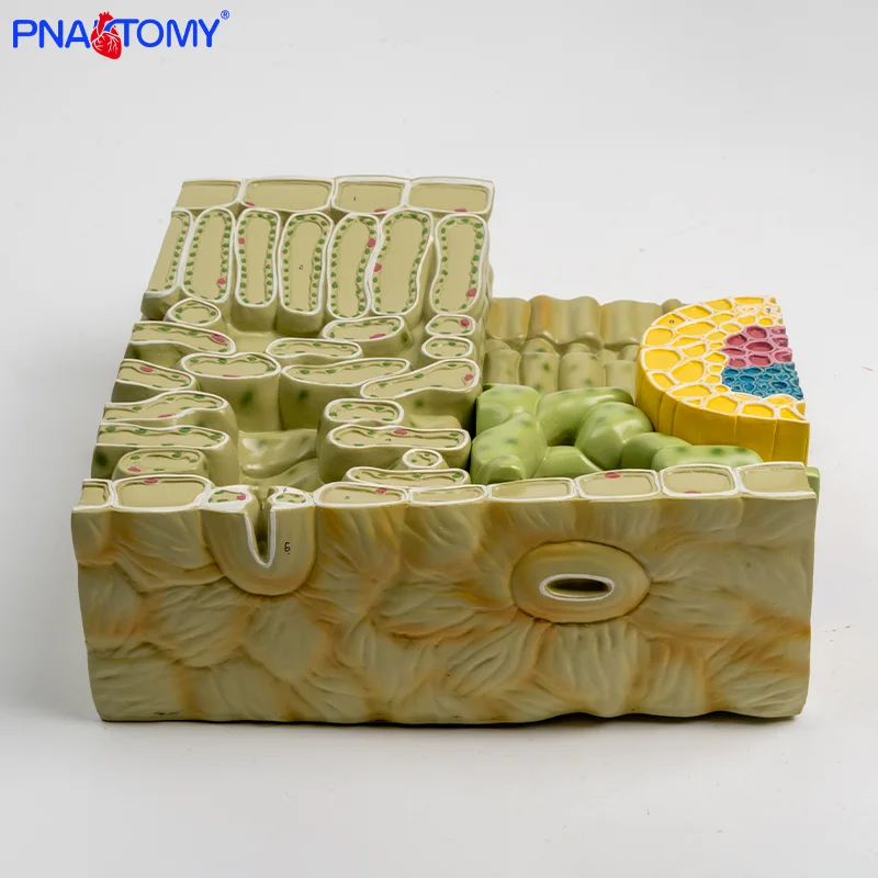 

Plant Leaf Structure Seaf Tissue Construction Leaf Cell Organization Anatomical Magnification Model