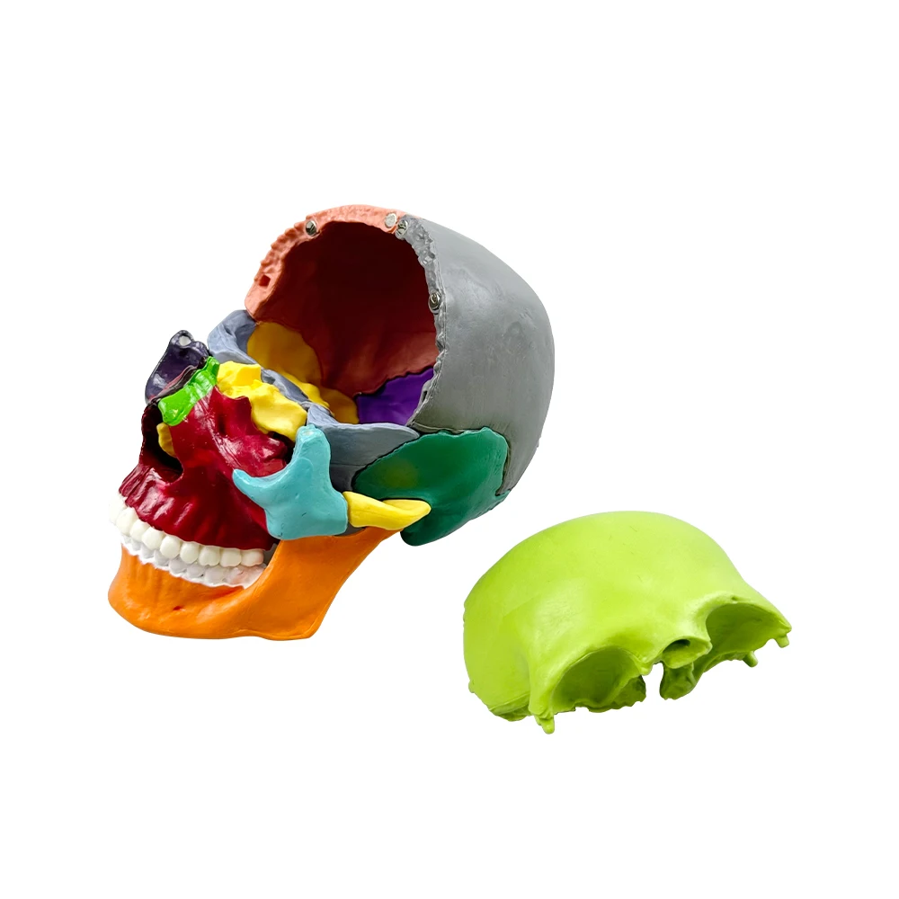 Dental Colors Skull Model Detachable Teaching Skull Anatomy Model Medical Simulation Anatomy Demonstration Model - Image 2