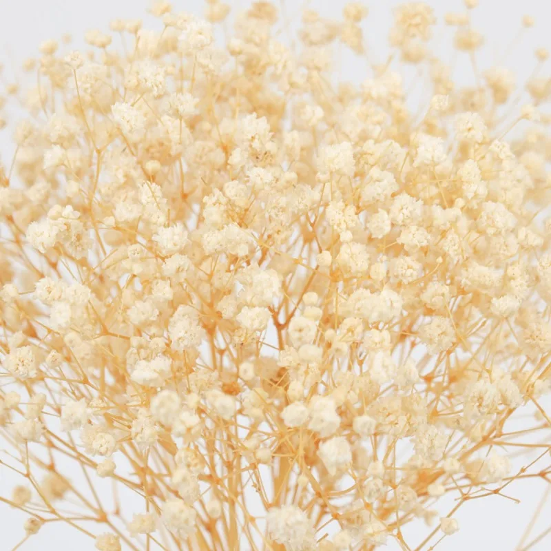 50 قطعة باقة التنفس الزهور المجففة السماء المرصعة بالنجوم الروائح الديكور الطرف الديكور زهرية D التعبئة والتغليف الصغيرة الديكور هدية #4