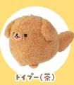 Toy Poodle brown
