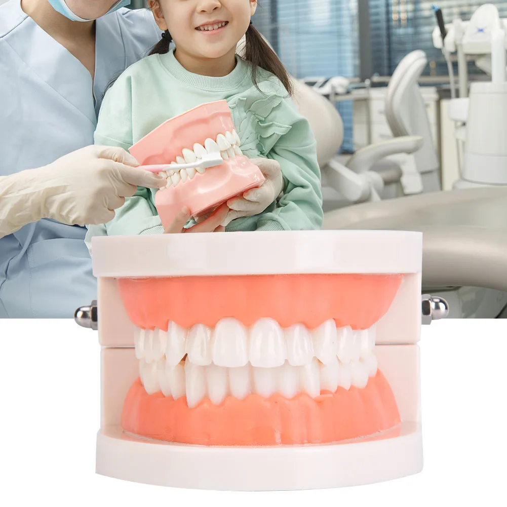 1 pz igiene orale modello educativo asilo bambini spazzolino da denti modello laboratorio dentale assistenza sanitaria denti PE modello di gomma morbida