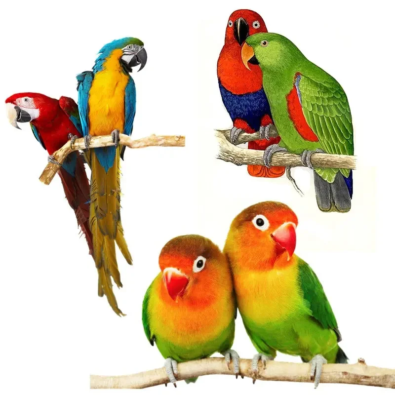 Car self-adhesive stickers, home walls, animal birds, green and red parrots, doors, living rooms, children's room decorations