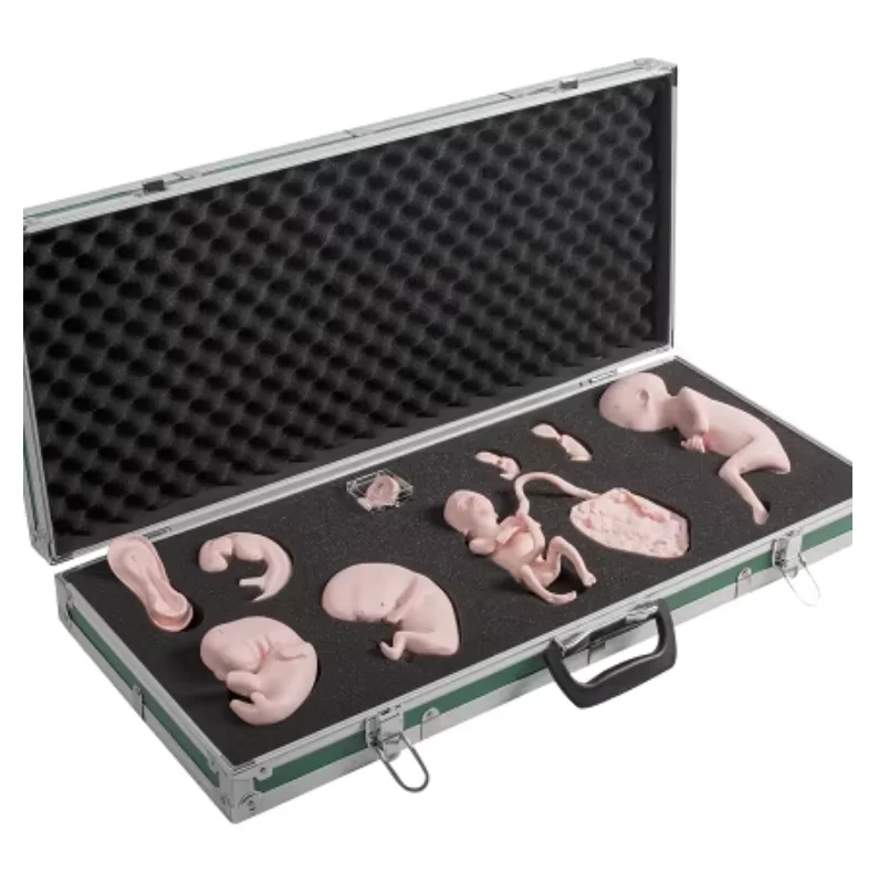 GD/FT336  Advanced Fetal Embryo Developmemt Process Simulator