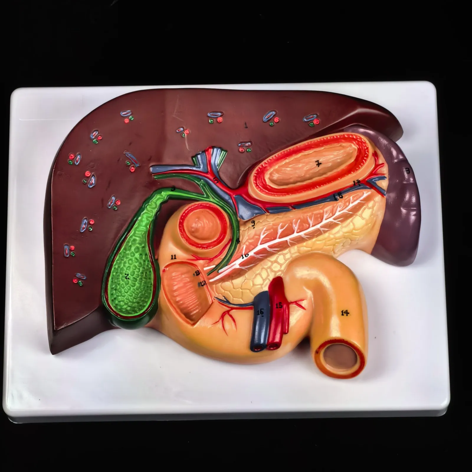

PVC Cameo Type Human Liver and Duodenum Anatomy Model Medical Teaching Visceral Specimen