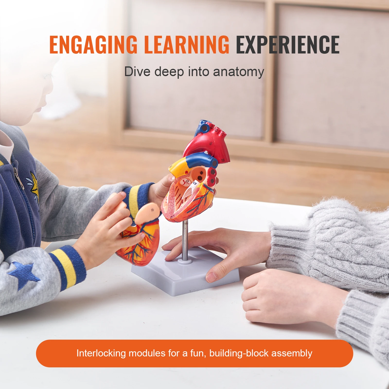VEVOR-Modelo do Coração Humano com Estruturas Corretas, Modelo Numerado, Tamanho Real, Design Magnético, Base de Display para Aprendizagem, 2 Partes, 1:1