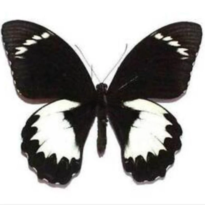 Papilio Aegeus Real Insect Specimen Butterfly DIY Artwork Picture Frame Home Decoration Ornaments Hobby Collection Home Decor