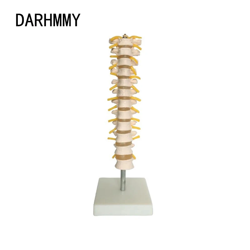 

DARHMMY Thoracic Spinal Column Model Anatomical Model