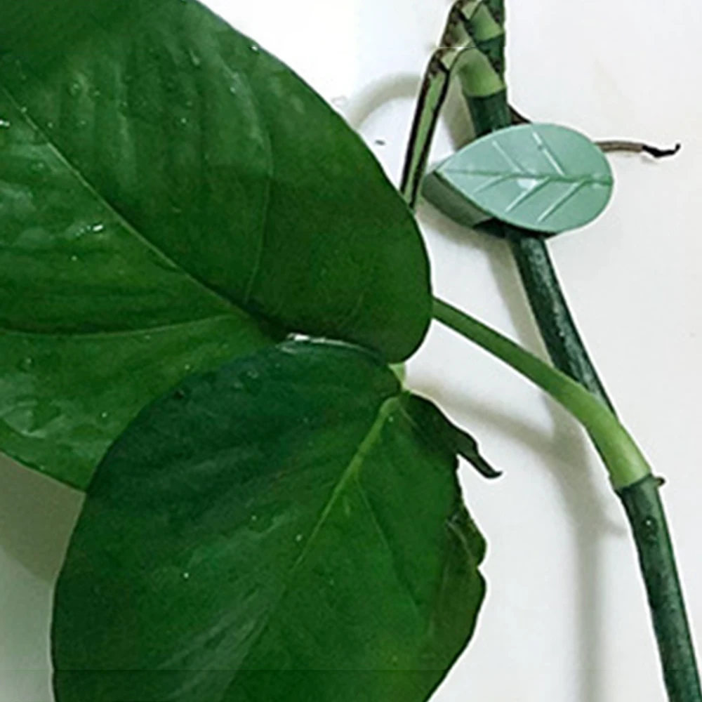 10/20/30Pcs Plant Climbing Wall Fixer Leaf Type Green Plant Invisible Fixing Device Vine Clip Fastener Snap Traction Shaping