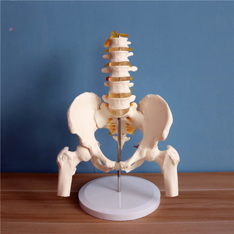 

Skeleton Simulation of Five Lumbar Vertebra Models with Pelvis; Orthopedic Assembly Medical Reality Teaching