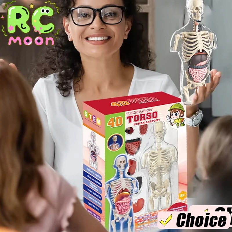 DIY 3D Nachtleuchtende menschliche Organ Skelett Modell Montage Anatomie für frühe Kindheit medizinische Biologie Unterricht Grundschüler