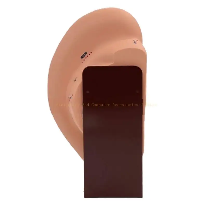 نموذج الوخز بالإبر الأذن نموذج أذن الأذن طبية لتدليك الأذن البشرية نموذج الوخز بالإبر PVC النموذج AcePoint