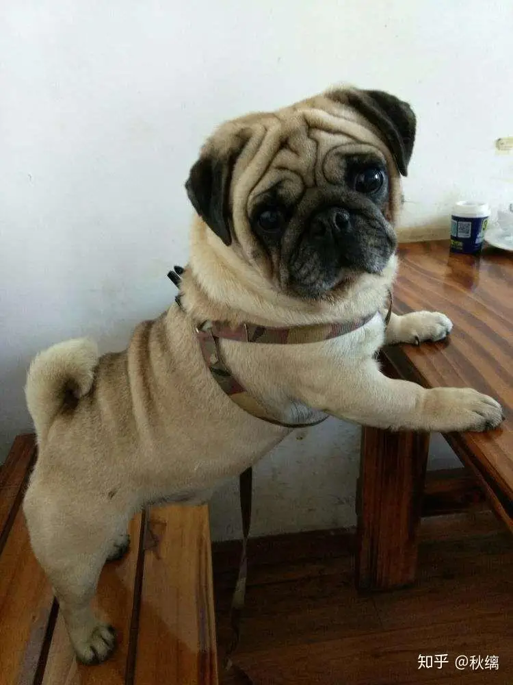 Damska moda streetwearowa, codzienne bluzy z kapturem, rozpinane sukienki, czarne bluzy z kieszeniami na zamek, bluzy z kapturem, wiosenna ciepła kurtka.