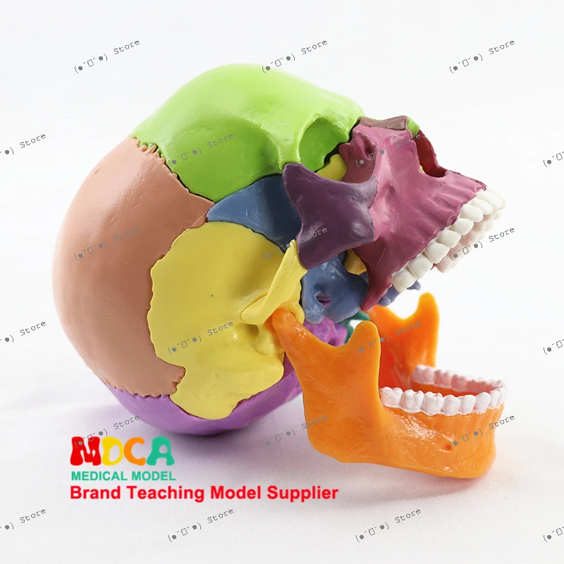 

Medical Split and Unload 15 Parts 1:2 Human Color Skull Model Skull Skull Medical Dental Teaching