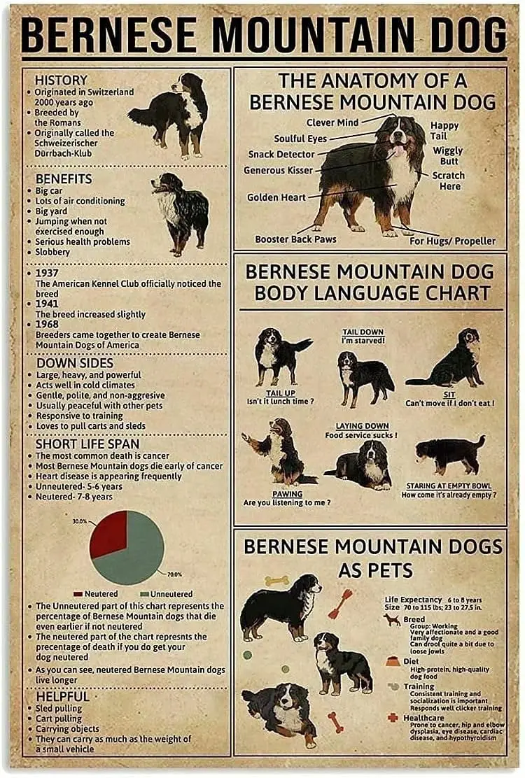 Bernese Mountain Dog Infographic Metal Sign- Vintage Home Decor Knowledge Plaque Wall Art Decor For People Home Room Club Pet St