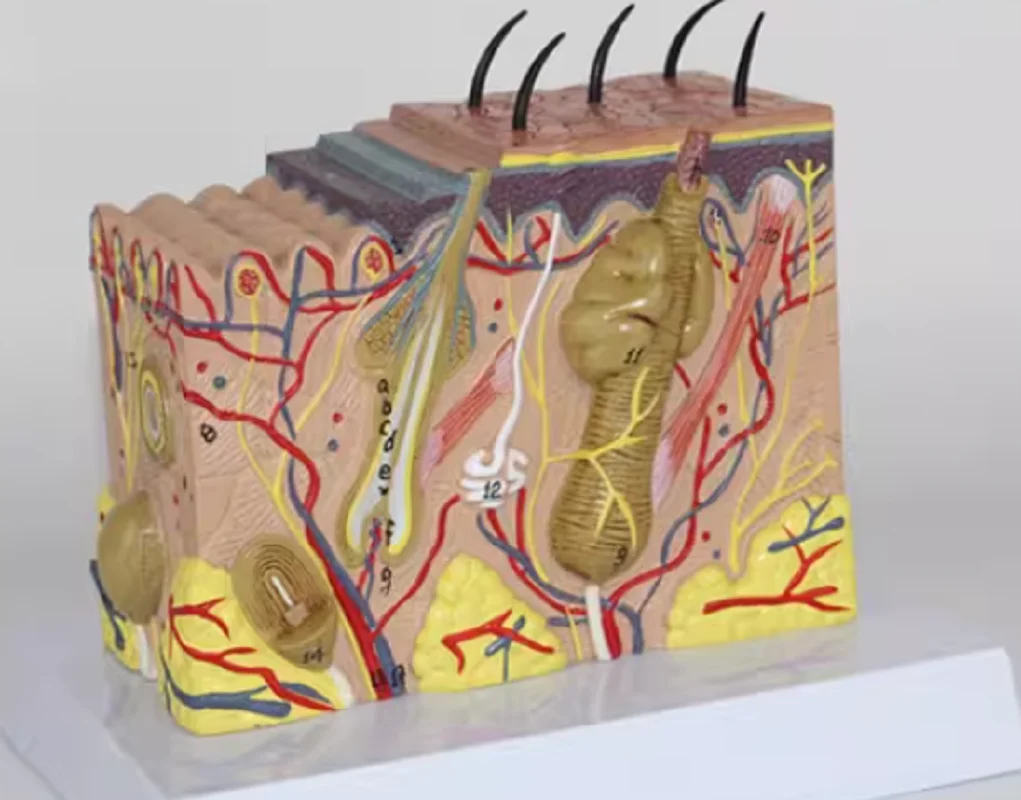 High Quality 35:1 Human Anatomical Skin Subcutaneous Tissue Dissection model medical school model H#