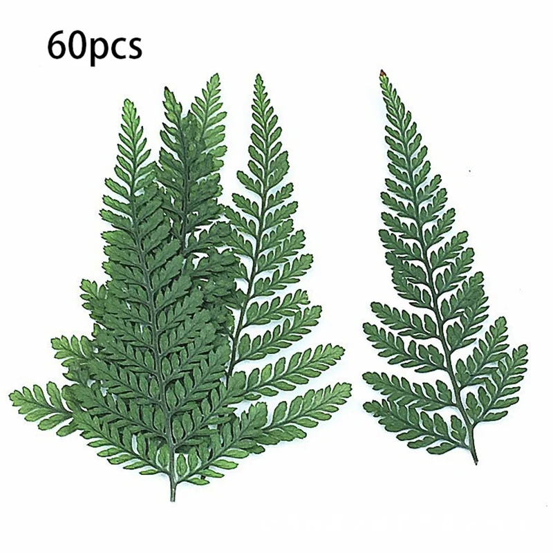 60Pcs Dried Green Fern Herbarium Green Plastic For DIY Jewelry Postcard Invitation Card Phone Case Pennisetum Leaves