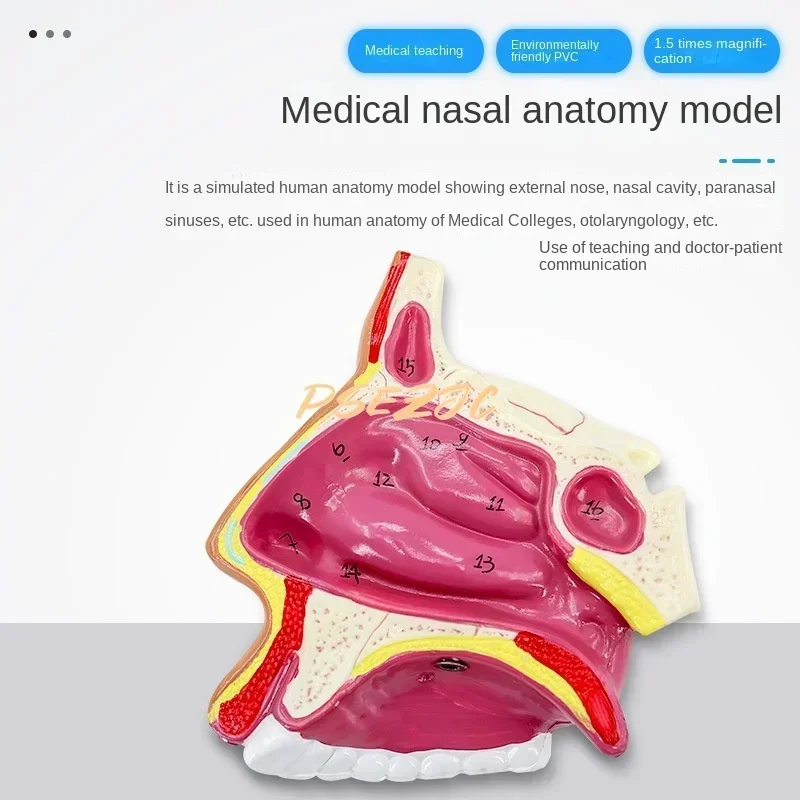 PVC Medical Human Nasal Cavity Anatomy Model for Otolaryngology Teaching  Supplies