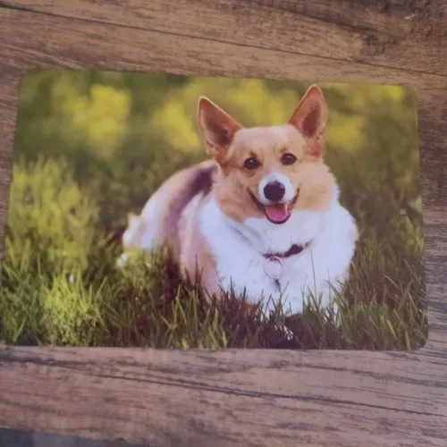 Adorable Corgi Dog Laying in the Grass  Metal Wall Sign