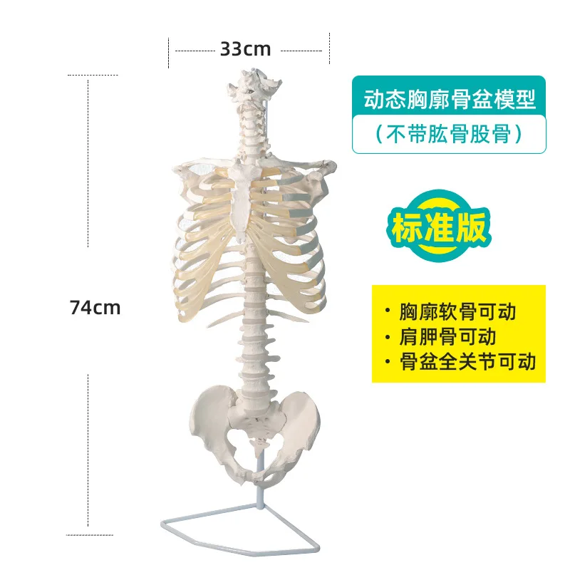 Thoracic Model Dynamic Thoracic Spine Pelvic Skeleton Spine Teaching Mould Human Body Half Body Skeleton Joint Movable