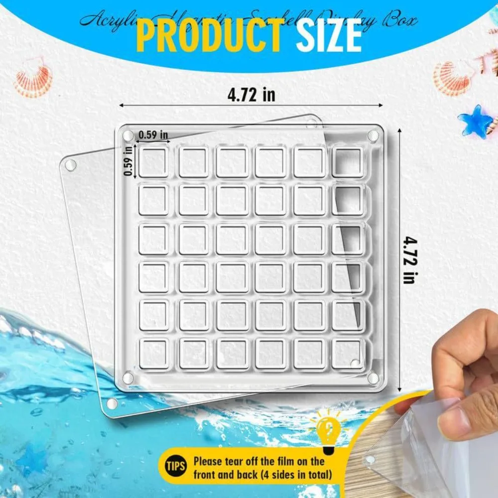 Acrylic Magnetic Seashell Display Box for Craft Storage