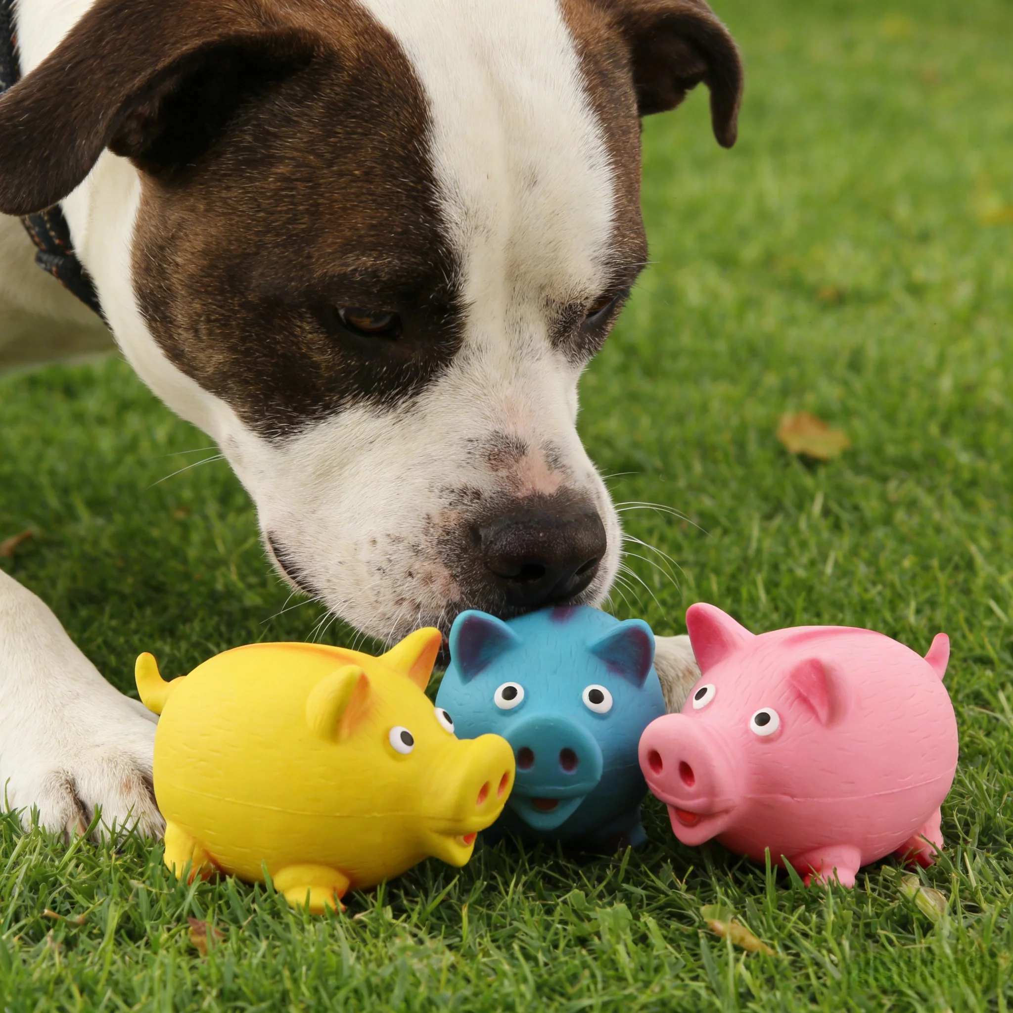 Quietschendes Latex-Rundschwein-Hundespielzeug: Kaubeständiges Stressabbau- und Interaktives Trainingsspielzeug für Spiel und Langeweile-Bekämpfung
